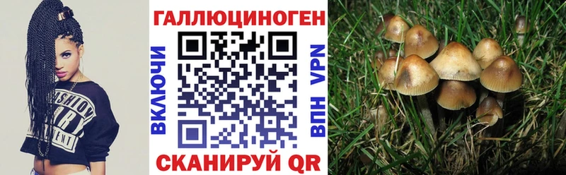 mega tor  Далматово  Галлюциногенные грибы Psilocybine cubensis 